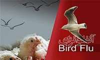 وبینار "آنفلونزای فصلی و پرندگان"